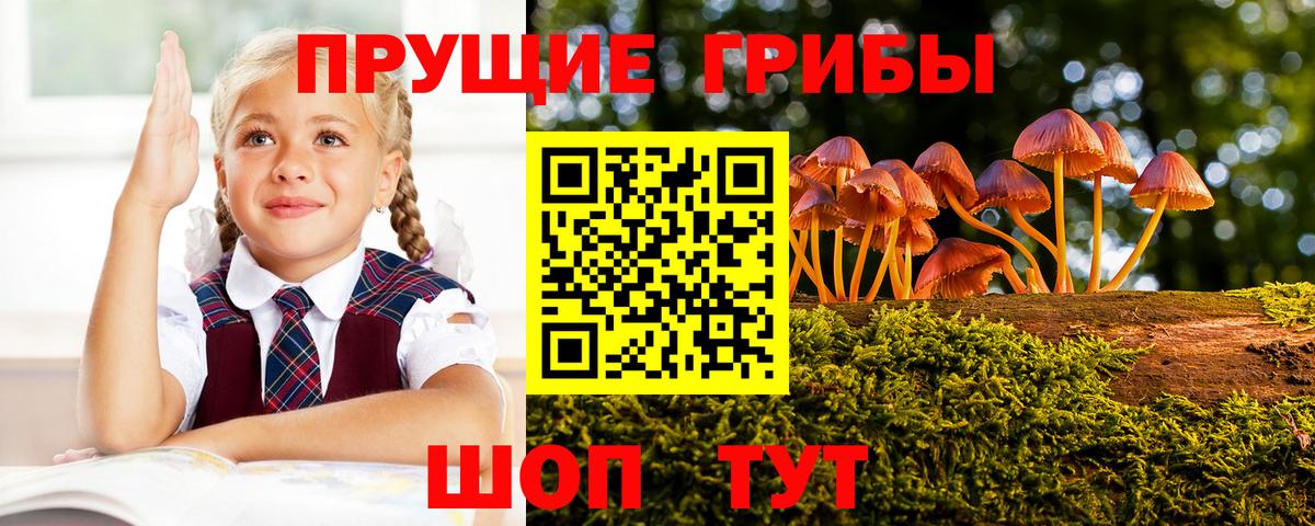 Сорочинск  Галлюциногенные грибы Cubensis  Вход с VPN 